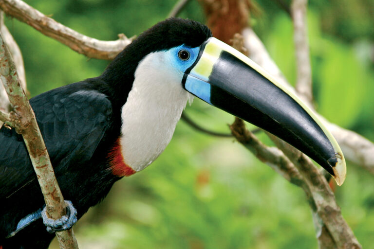 Amazon Toucan