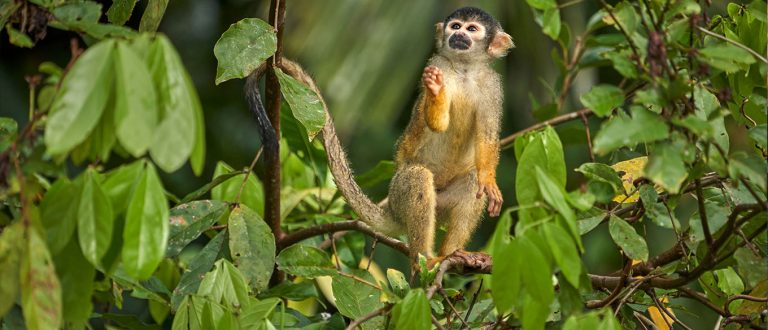 A small squirrel monkey perched on a branch in a lush green jungle, surrounded by dense foliage.