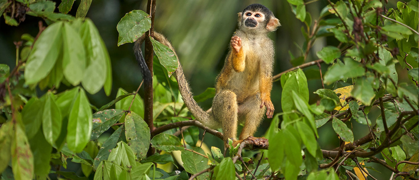 A small squirrel monkey perched on a branch in a lush green jungle, surrounded by dense foliage.