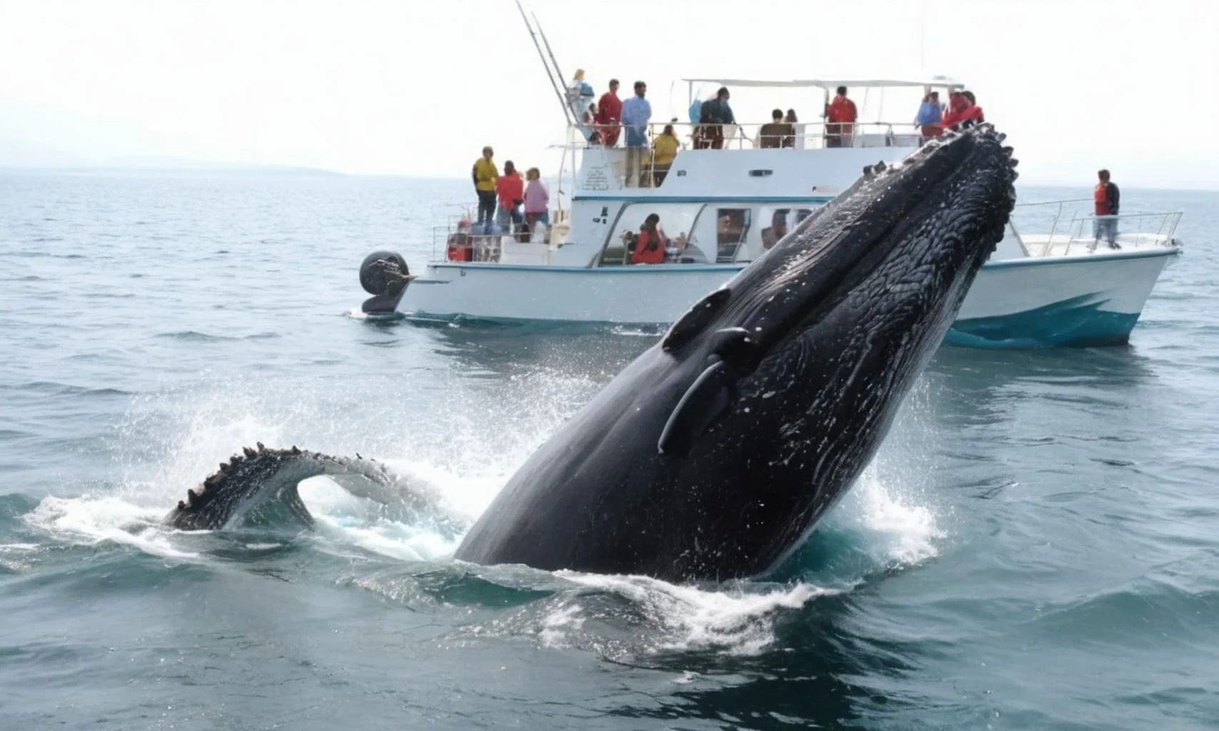 Whale boat