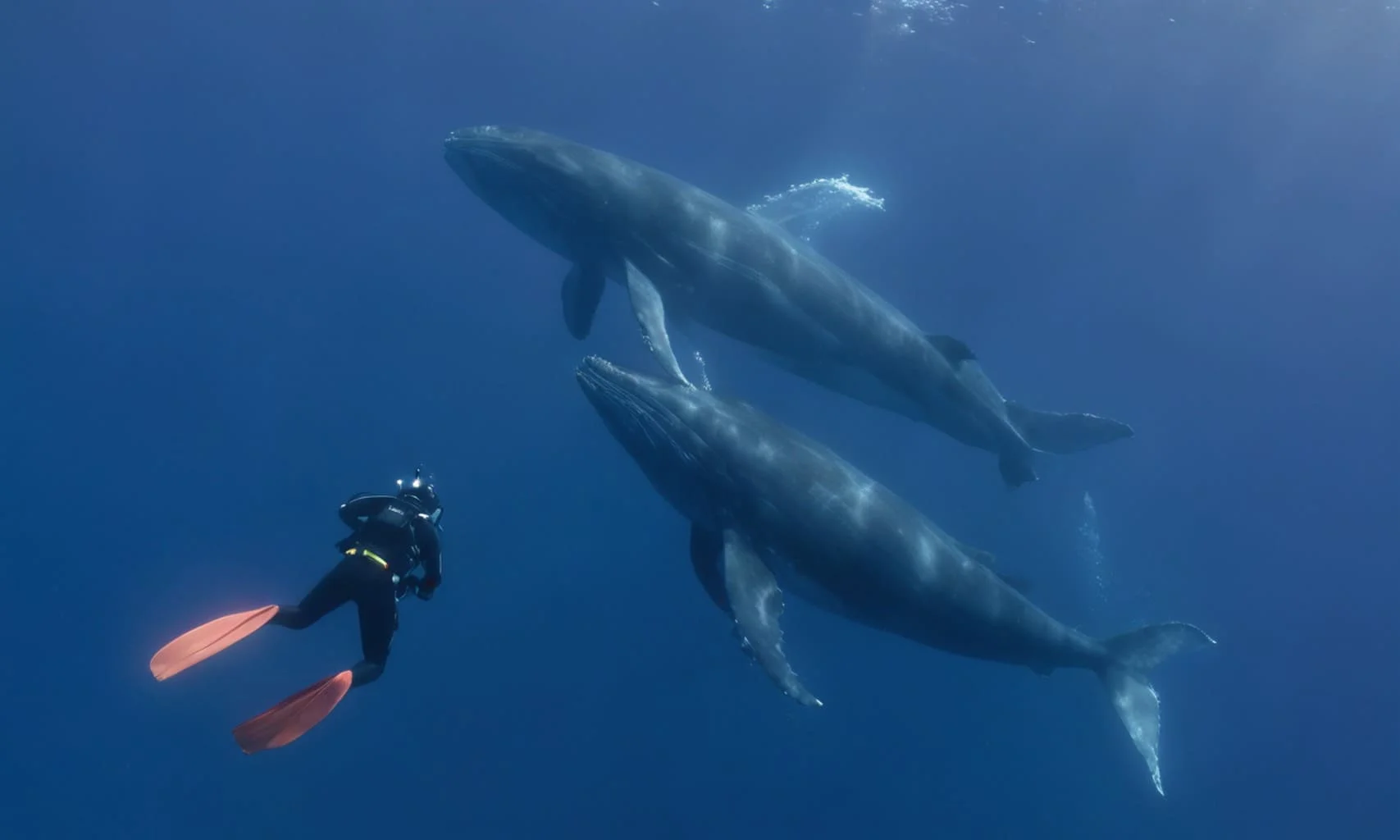 Whale diver